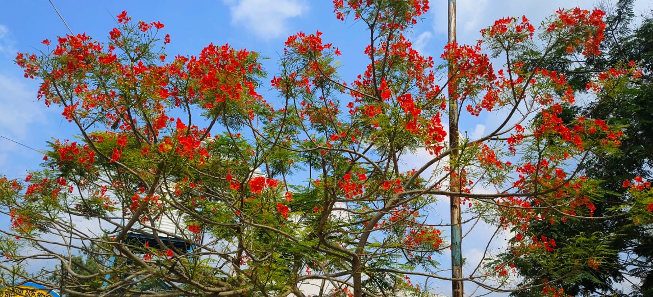 FLOWERS